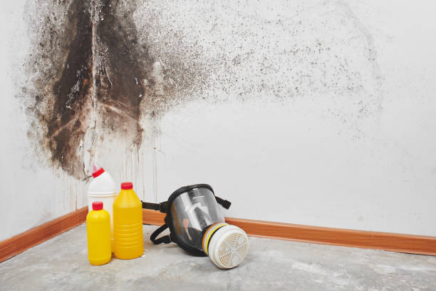 Mold Removal and Inspection in Long Beach, MS