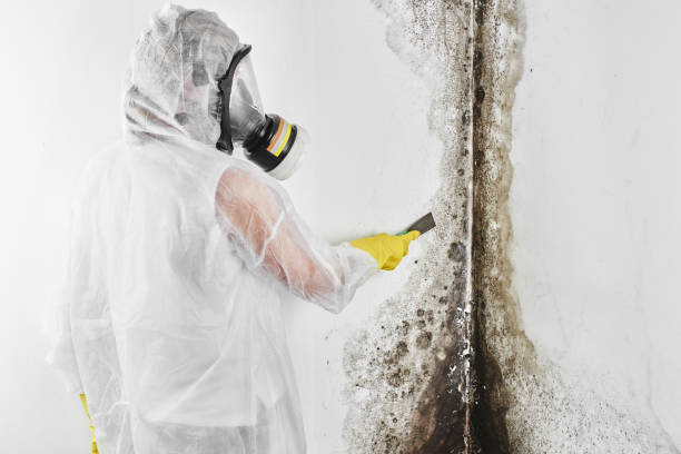 Crawl Space Mold Removal in Long Beach, MS
