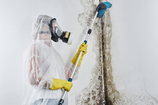 Best Mold Removal Process  in Long Beach, MS