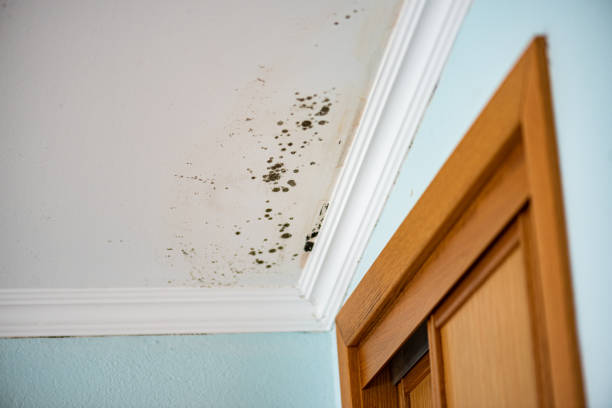 Best Black Mold Removal  in Long Beach, MS