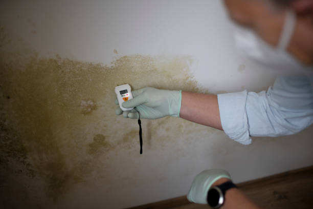 Best Mold Cleaning Services  in Long Beach, MS