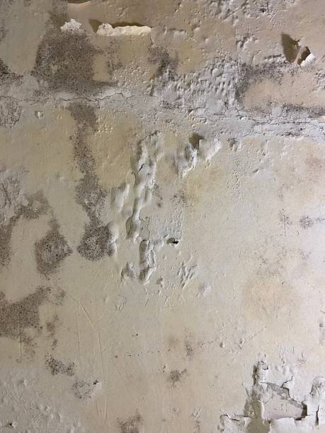 Best Commercial Mold Removal  in Long Beach, MS
