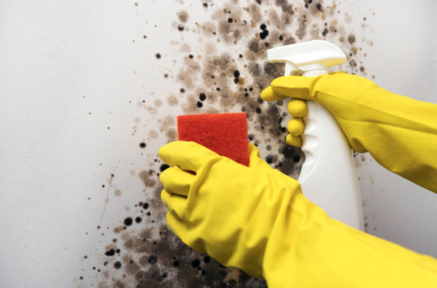 Best Mold Removal and Inspection  in Long Beach, MS