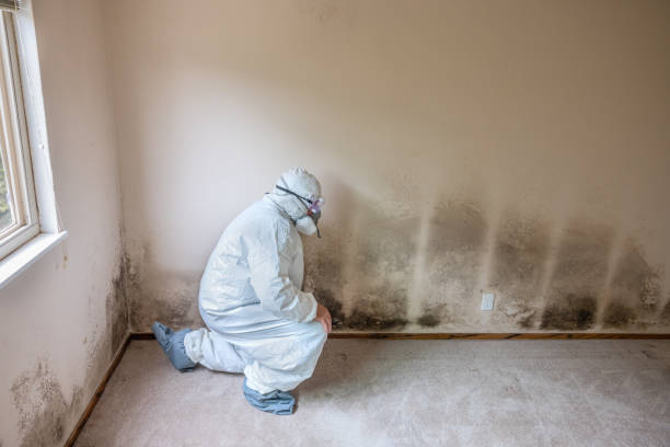 Reliable Long Beach, MS Mold Removal Solutions
